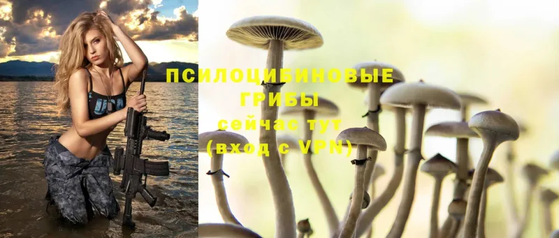 ссылка на мегу как зайти  Ялуторовск  Псилоцибиновые грибы Psilocybe  как найти наркотики 